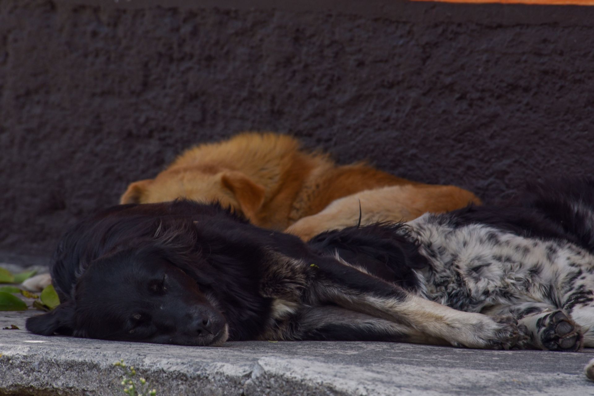 Mundo enfermo y triste: Reportan envenenamiento masivo de perritos en Veracruz