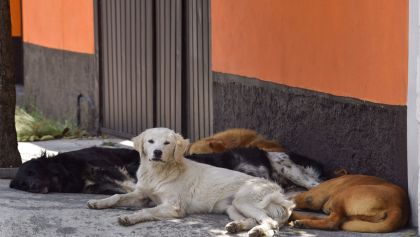 perros-guanajuto
