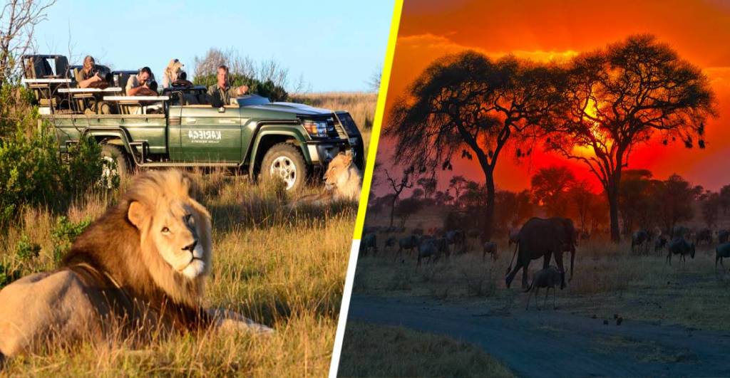 Aventúrate en un Safari en África sin salir de tu casa