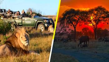 Aventúrate en un Safari en África sin salir de tu casa