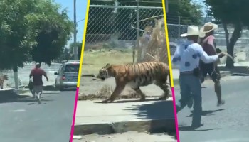 tigre-tlajomulco-jalisco