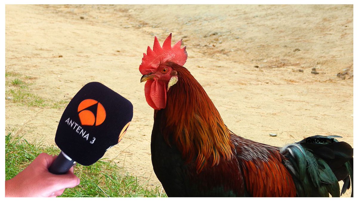 usted qué opina entrevista gallo