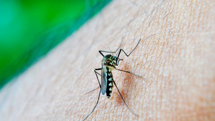 dengue-temporada-mexico-recomendaciones