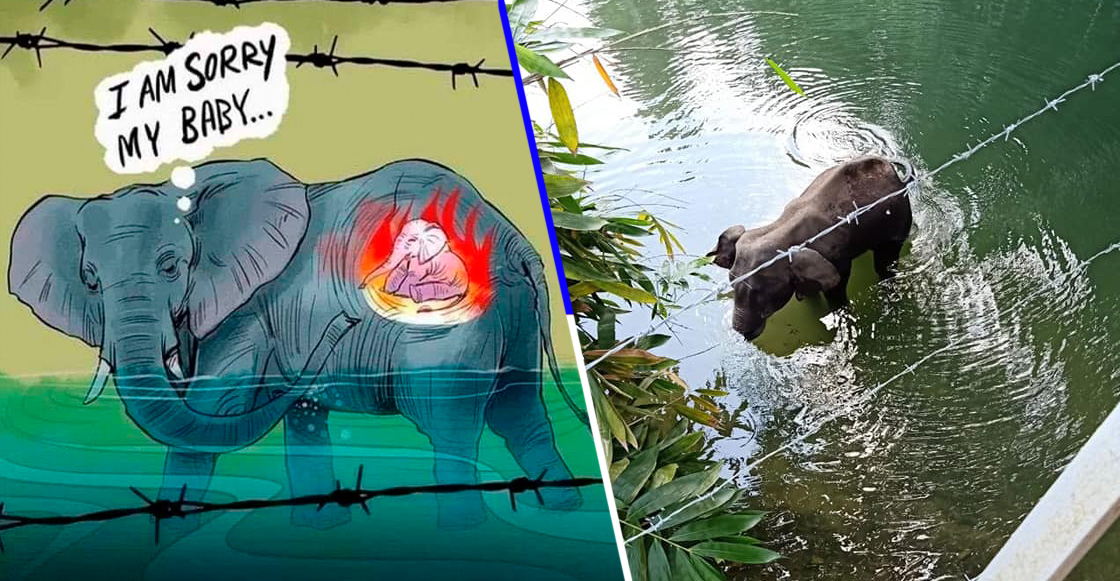 Usuarios realizan ilustraciones en honor a elefante que murió tras ingerir fruta con explosivos