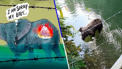 Usuarios realizan ilustraciones en honor a elefante que murió tras ingerir fruta con explosivos