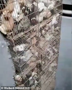 Mundo enfermo y triste: Rescatan a 700 gatos en China que iban a ser vendidos como comida 