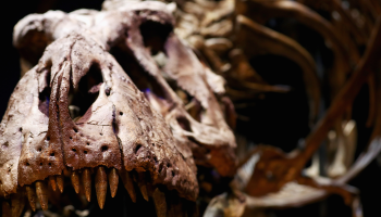 Investigadores hallan el fósil de huevo de dinosaurio más pequeño que se tenga registrado