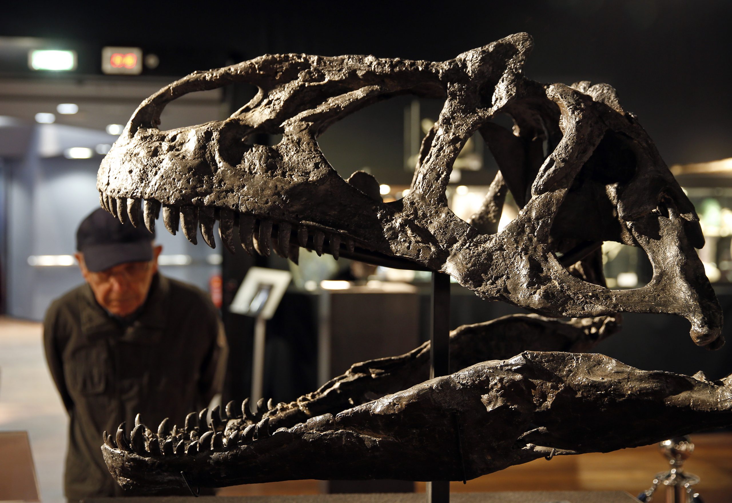Investigadores hallan el fósil de huevo de dinosaurio más pequeño que se tenga registrado
