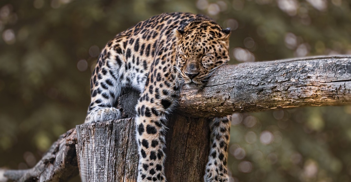 jaguares-mexico-danos-ambientales