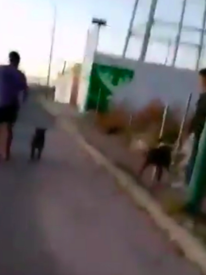 HDLCH: Exhiben a hombres en el Edomex que utilizan a pitbulls para atacar a perritos callejeros