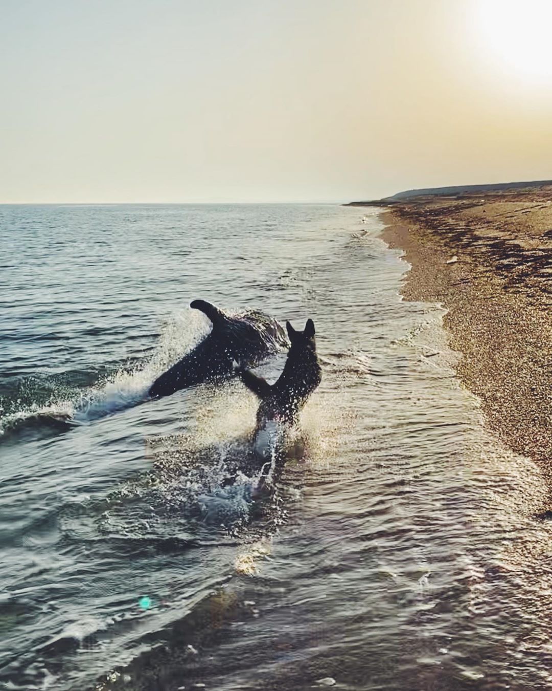Captan a un perrito jugando con un delfín en la orilla del mar 