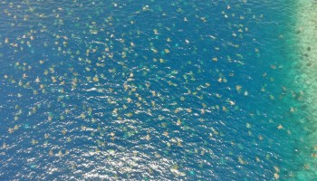 ¡Qué belleza! Imagen de dron muestra cómo se ven más de 60 mil tortugas en el mar