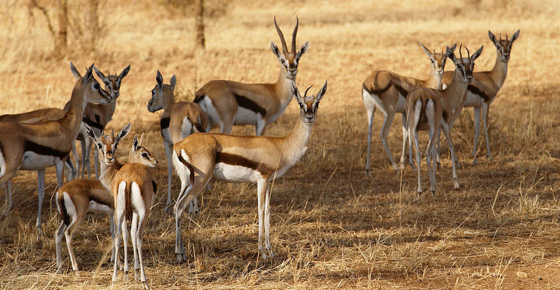 gacelas-niger-reserva-cazadores