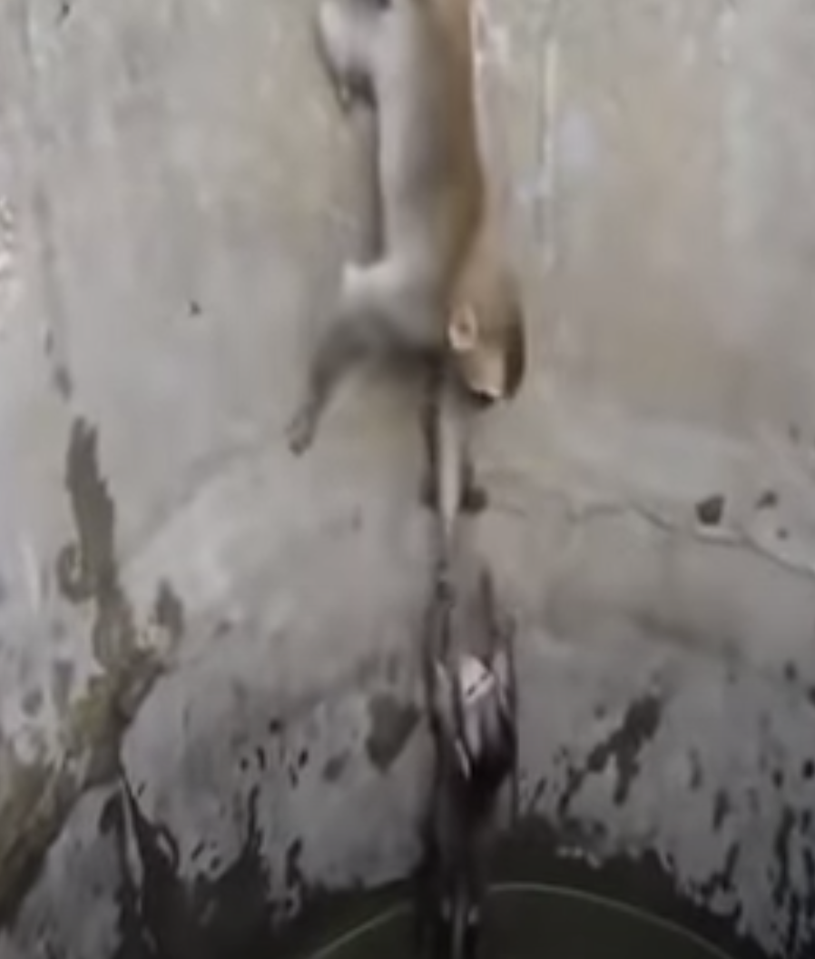 Una mamá mono rescató a su bebé atrapado en un pozo de agua