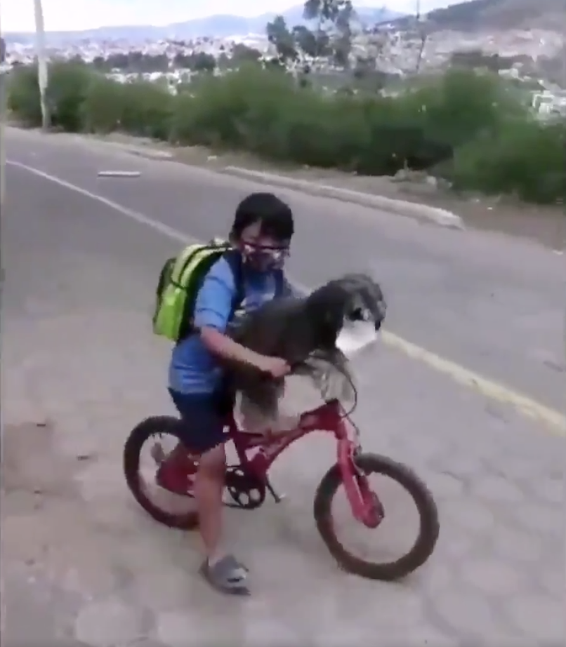 Niño le pone cubrebocas a su perro para ir a la tiendita y se vuelve viral