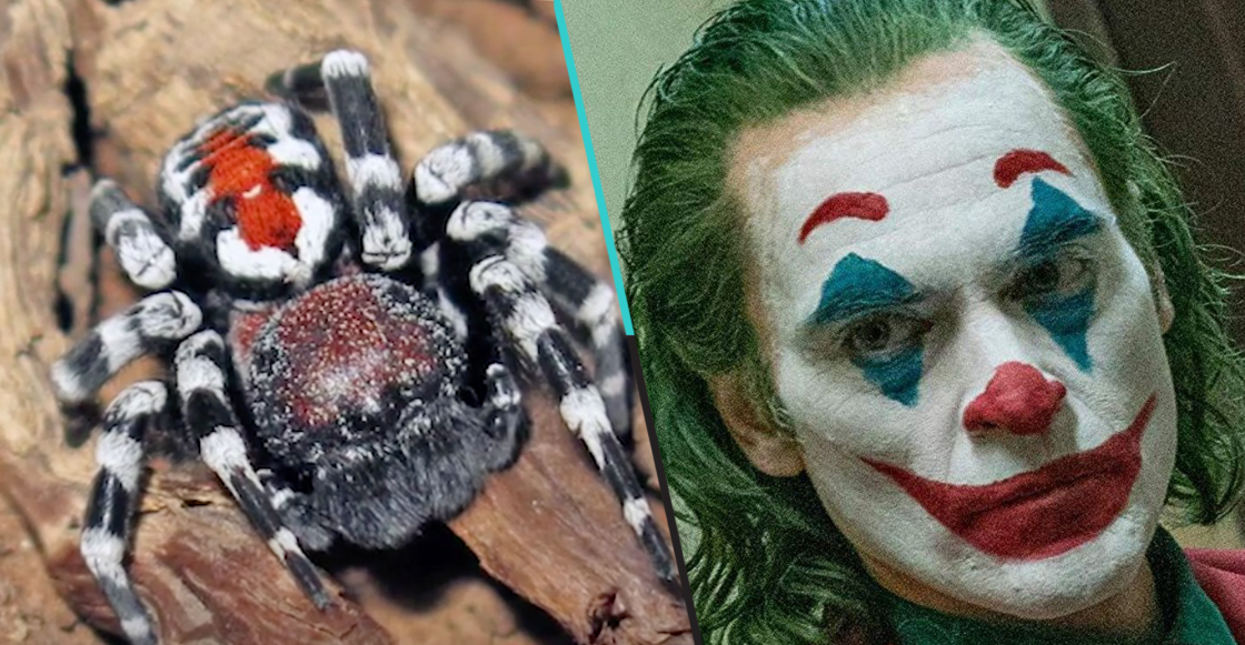 Descubren una nueva araña y le ponen Joaquin Phoenix por su parecido al Joker