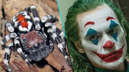 Descubren una nueva araña y le ponen Joaquin Phoenix por su parecido al Joker