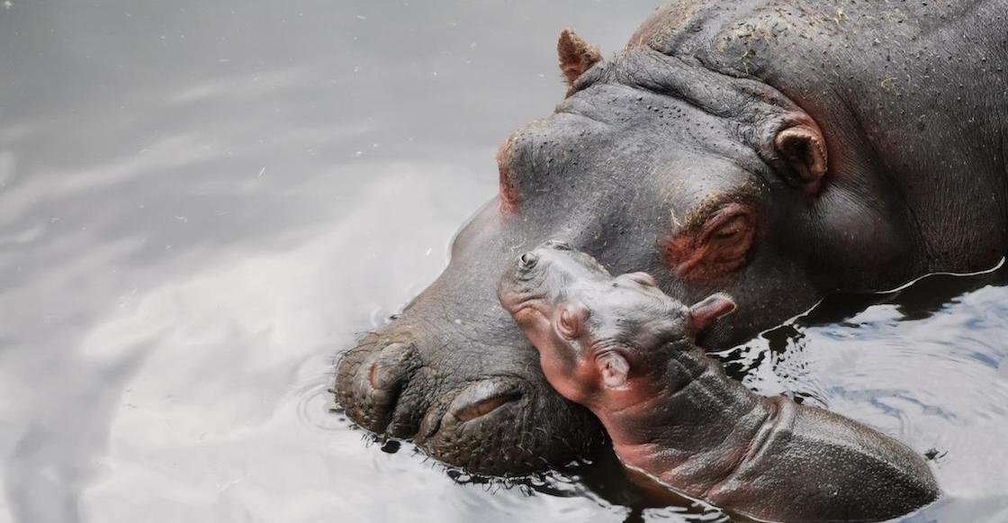 bebe-hipopotamo-zoologico-zacango-estado-de-mexico