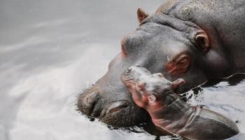 bebe-hipopotamo-zoologico-zacango-estado-de-mexico
