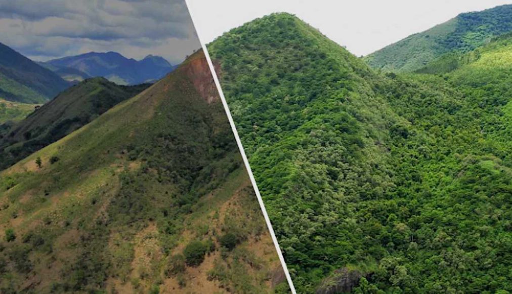 Ecosia celebra millones de búsquedas, sembrando 100 millones de árboles
