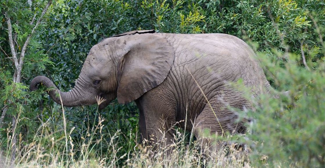 elefantes-africa