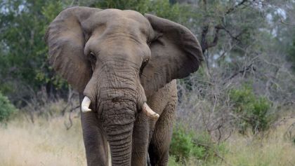 elefantes-muertos-botswana