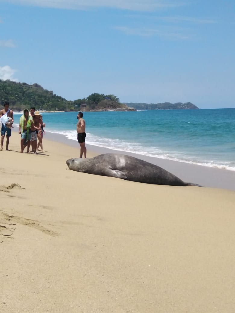 elefante-marino-playa-nayarit