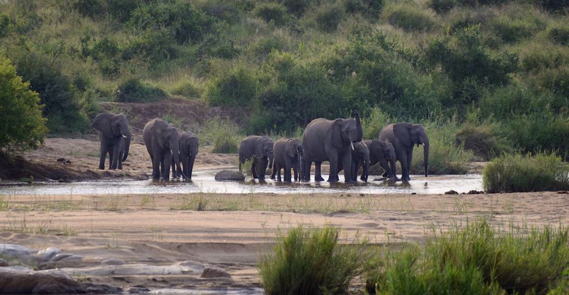 elefantes-botswana-mueren-africa