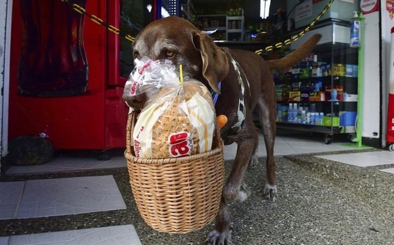 Esto es el colmo: Asaltan a perrito que reparte encargos en esta cuarentena