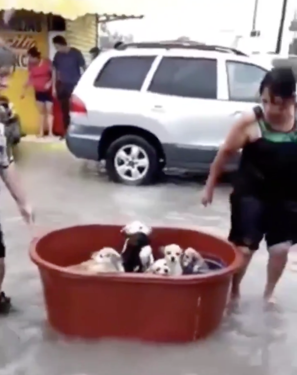 Familia rescata a sus perritos tras el paso de 'Hanna' en Tamaulipas