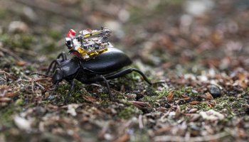Insectos espía: Microsoft financia el desarrollo de una ‘GoPro’ para escarabajos