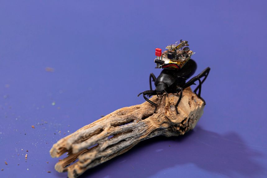 Insectos espía: Microsoft financia el desarrollo de una ‘GoPro’ para escarabajos