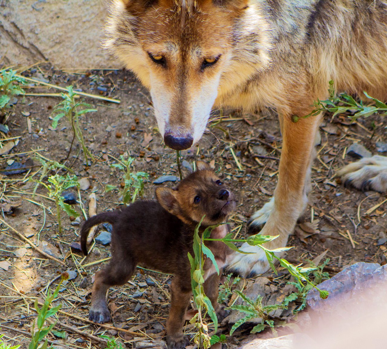 ¡Enhorabuena! Nacen ocho cachorros de lobo gris mexicano en Coahuila 