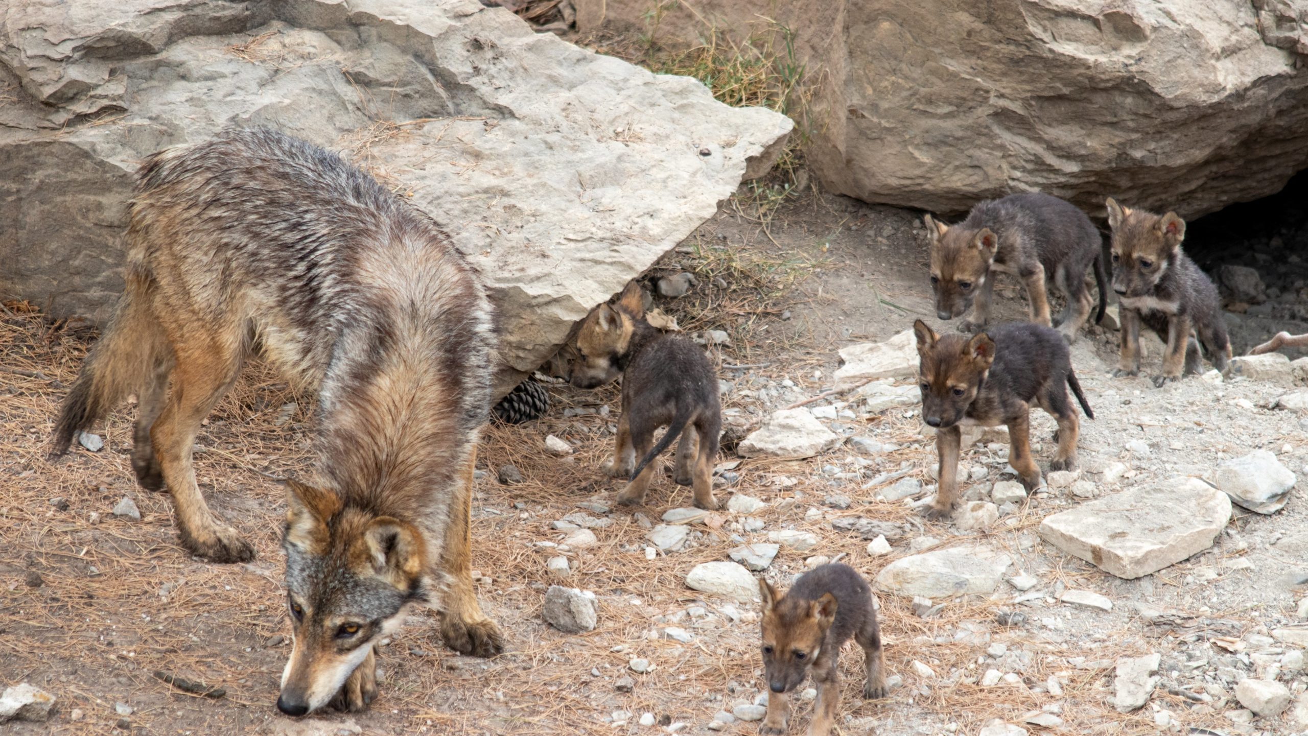 ¡Enhorabuena! Nacen ocho cachorros de lobo gris mexicano en Coahuila 
