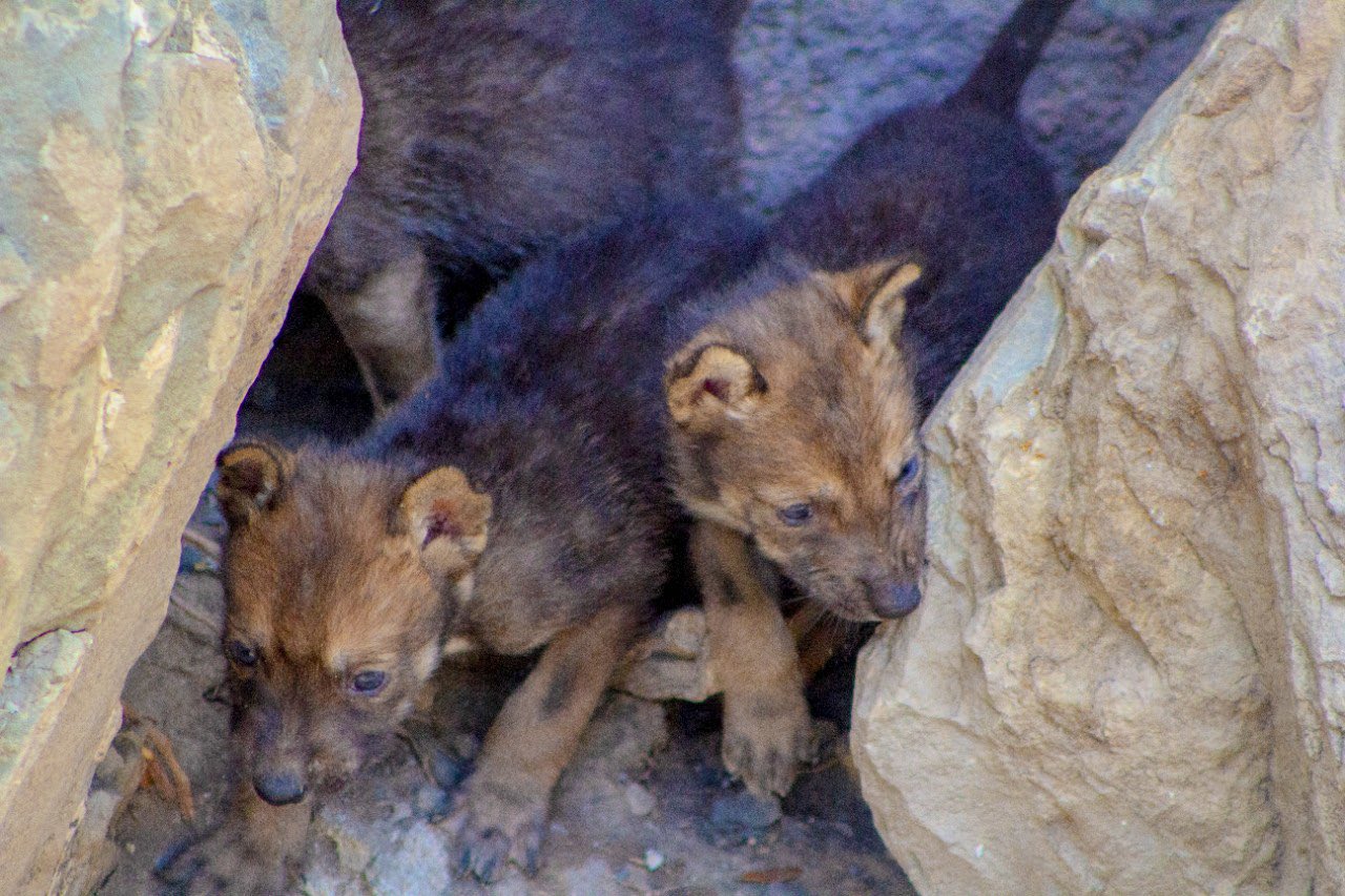 Nacen ocho cachorros de lobo gris mexicano en Coahuila 
