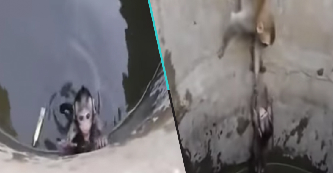 Una mamá mono rescató a su bebé atrapado en un pozo de agua
