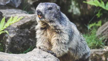marmota peste bubónica