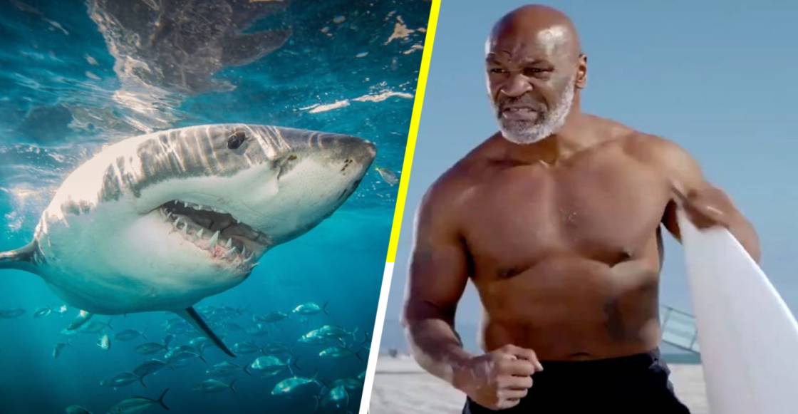 Mike Tyson encontró un rival a su altura en la Semana del Tiburón de Discovery Channel