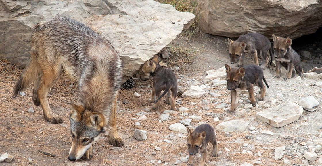 ¡Enhorabuena! Nacen ocho cachorros de lobo gris mexicano en Coahuila
