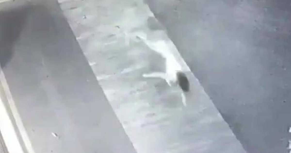 Lo que sabemos sobre la reaparición de la 'niña perro' en Tamaulipas luego de 11 años