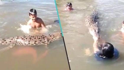Niños nadan con un cocodrilo mientras los graba su papá