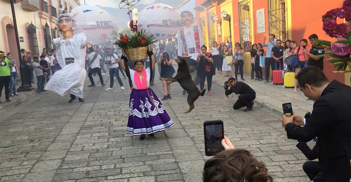 oaxaca-ciudad-festival-perro-bailando