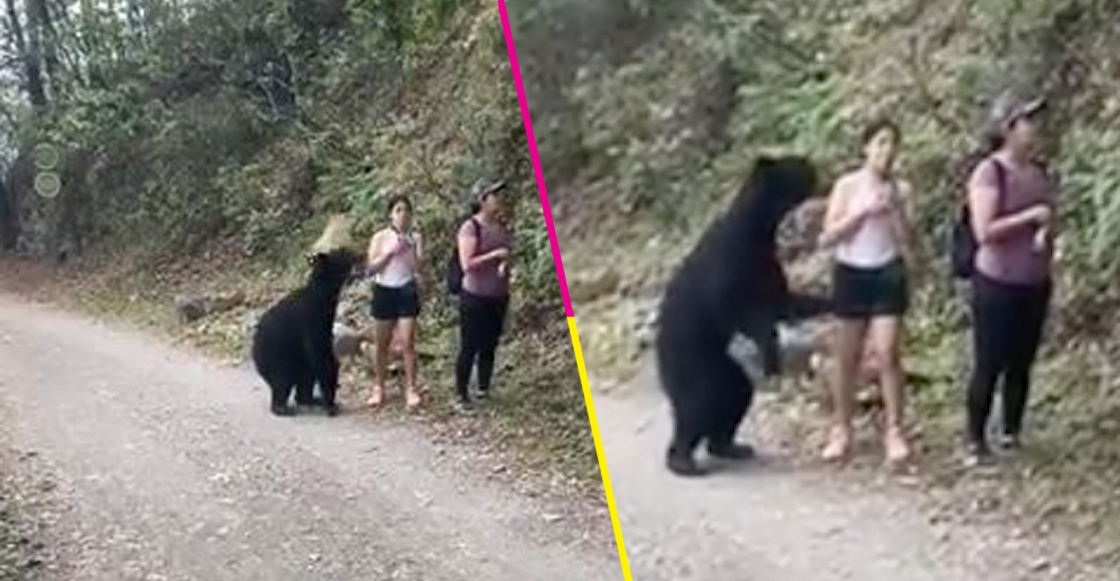 oso-chipinque-nuevo-leon