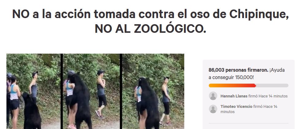 oso-chipinque-nuevo-leon