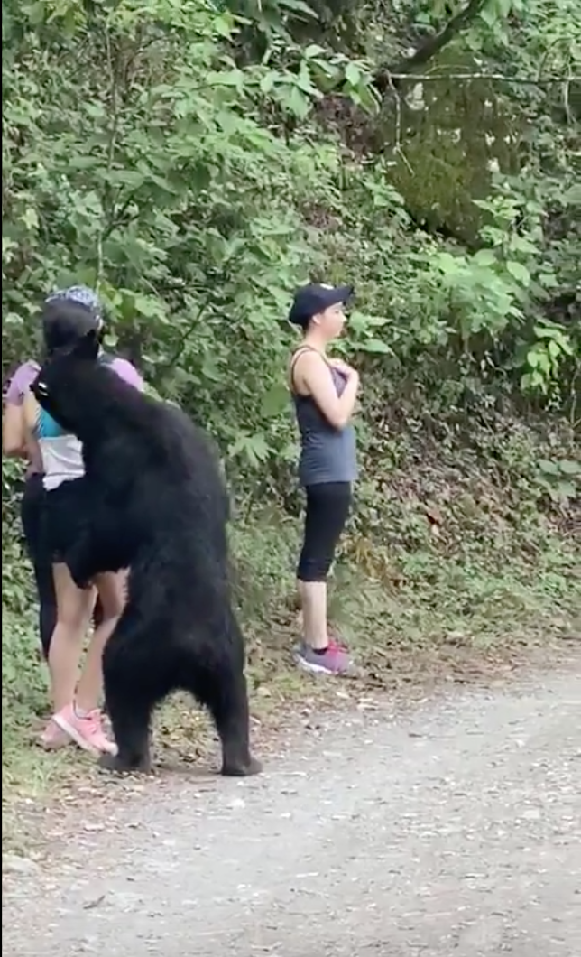 Y en Monterrey: Jovencitas se topan con un oso y se las ingenian para no ser atacadas