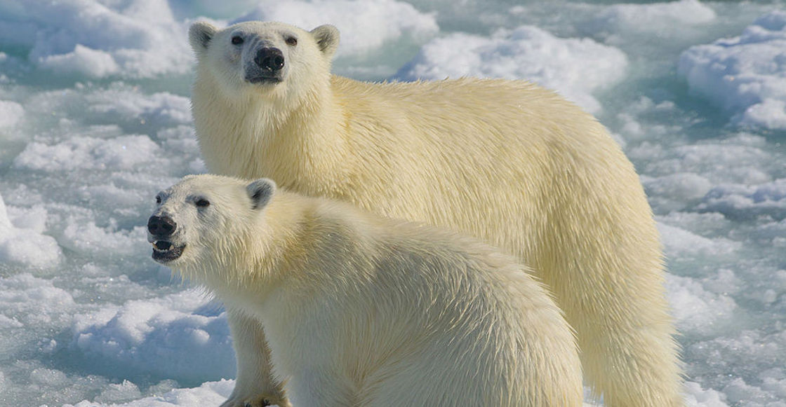 osos-polares-2100-Nature-Climate-change