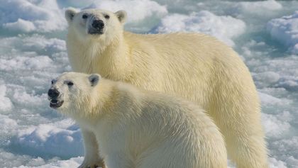 osos-polares-2100-Nature-Climate-change