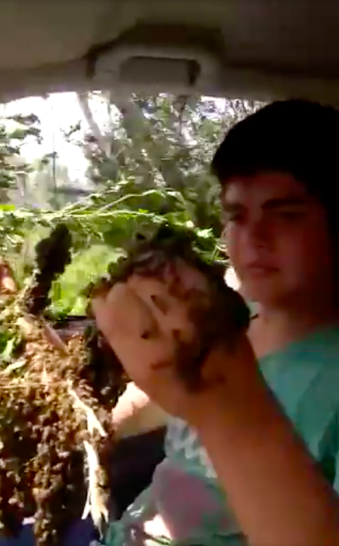Luis sostiene un enjambre de abejas sin protección. 