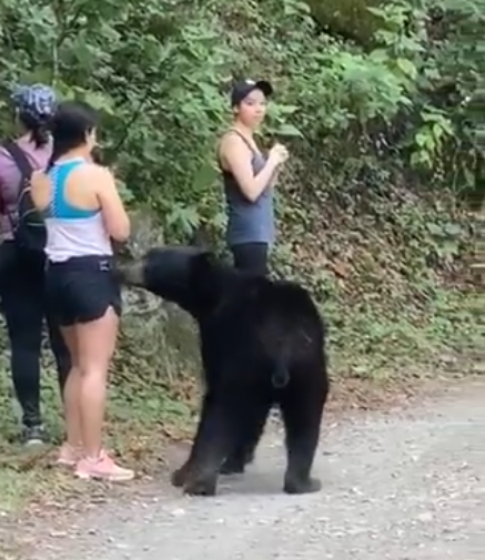 Parque Chipinque capturará al oso que interactuó con turistas en Monterrey