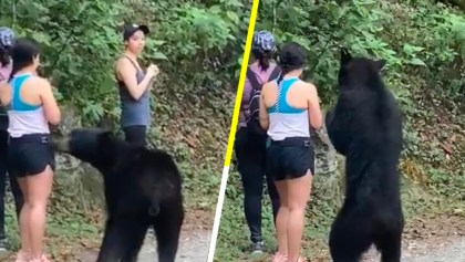 Parque Chipinque capturará al oso que interactuó con turistas en Monterrey